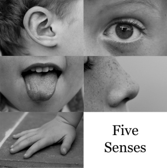 five senses2