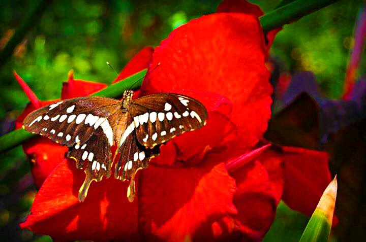 butterfly-wonderland-valentines-day