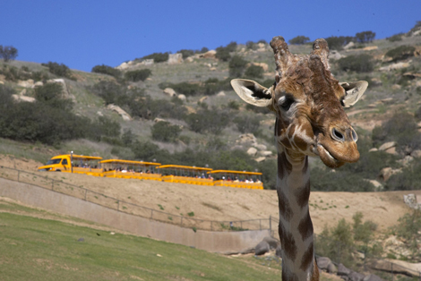 san-diego-journey-into-africa-giraffe