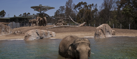 san-diego-zoo-elephants