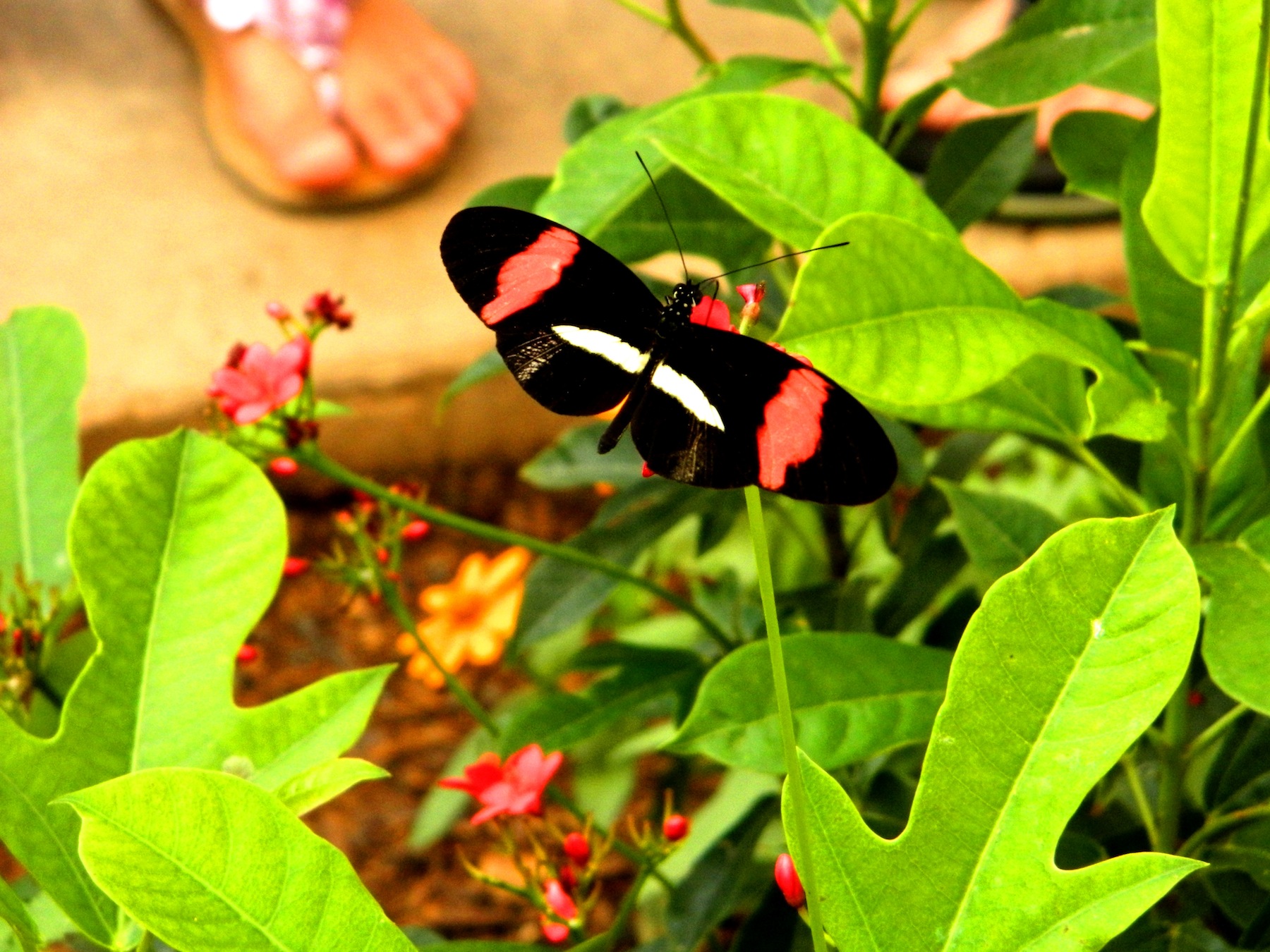 Arched-wing Cattleheart Neotropical1