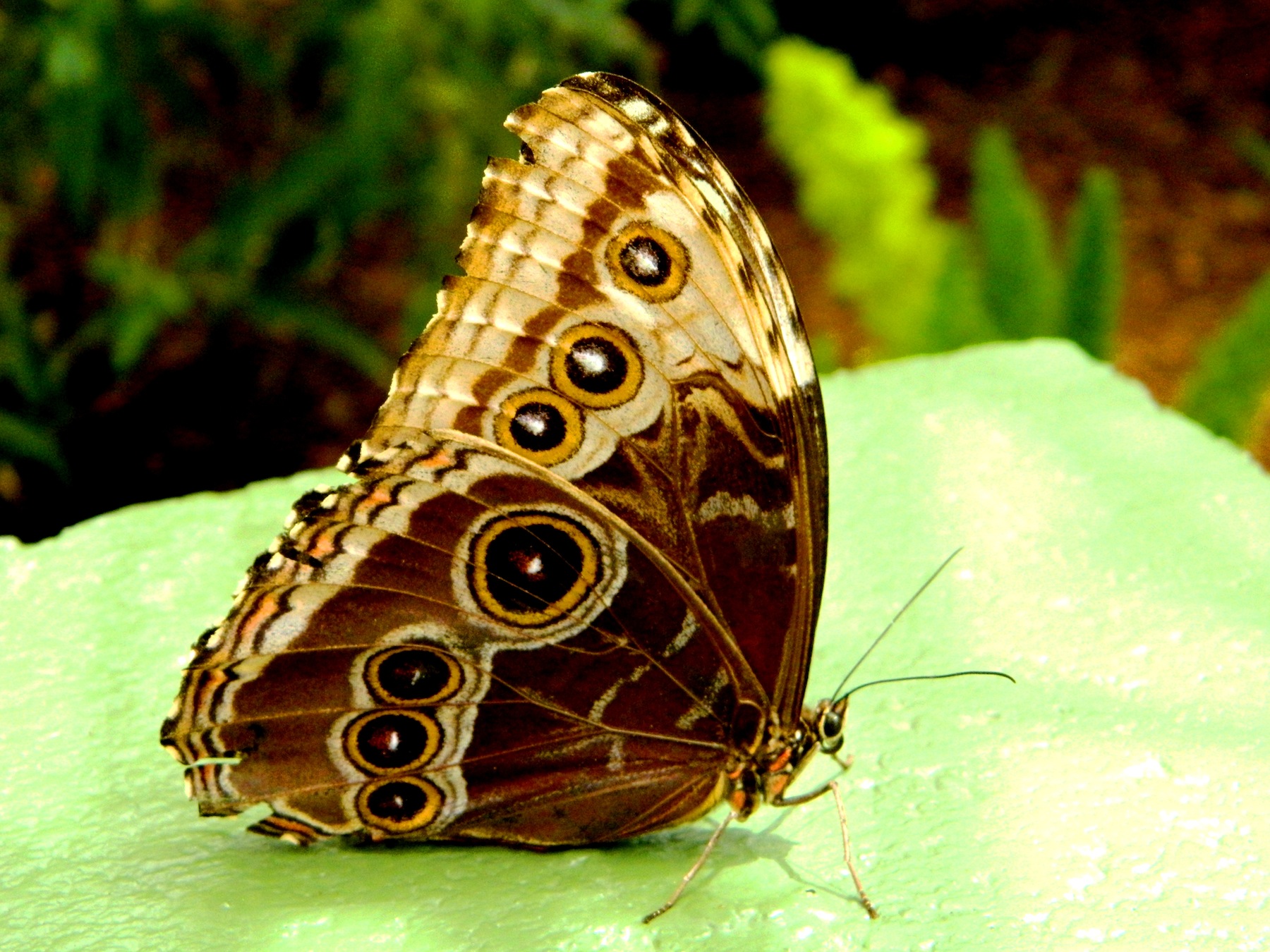 Blue Morpho 21