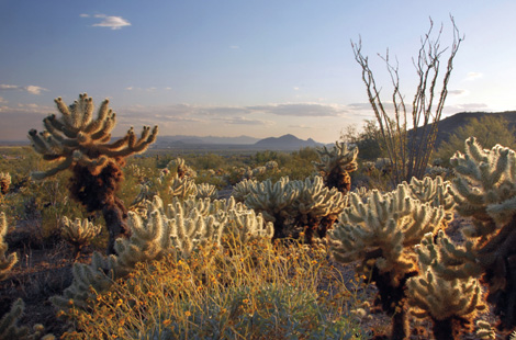 McDowell Sonoran Preserve