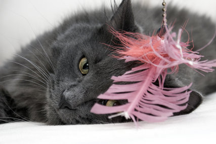 cat1