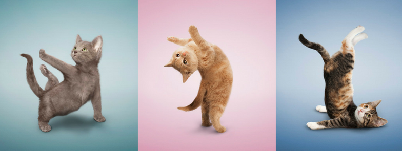 kitten yoga