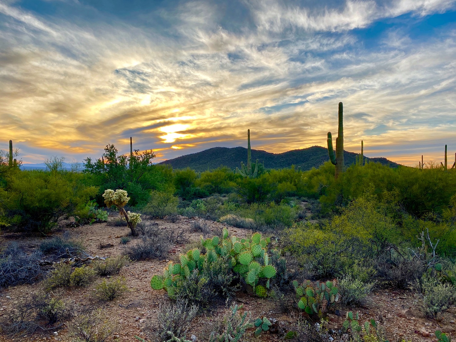 living-in-arizona.jpg