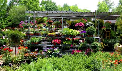 nursery plants nurseries plant backyard az flower start profitable trees flowers