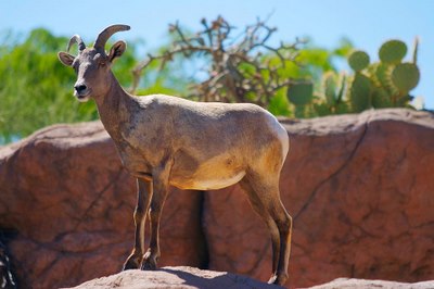 arizona-sonoran