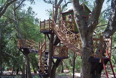 Tree Top In Barbara Butler