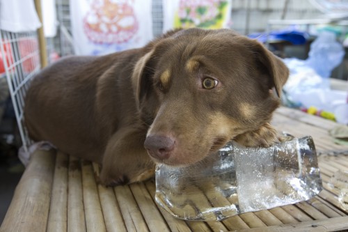 dog-on-block-of-ice