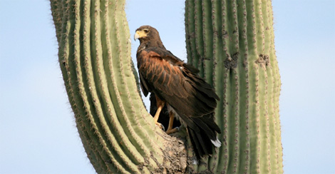 bird-watching-tucson