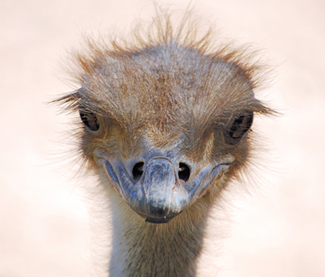 reid-park-zoo-tucson