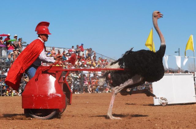 ostrich-festival-via-fb_c84db16e-5056-b3a8-49816d6cbdc19fc9.jpg