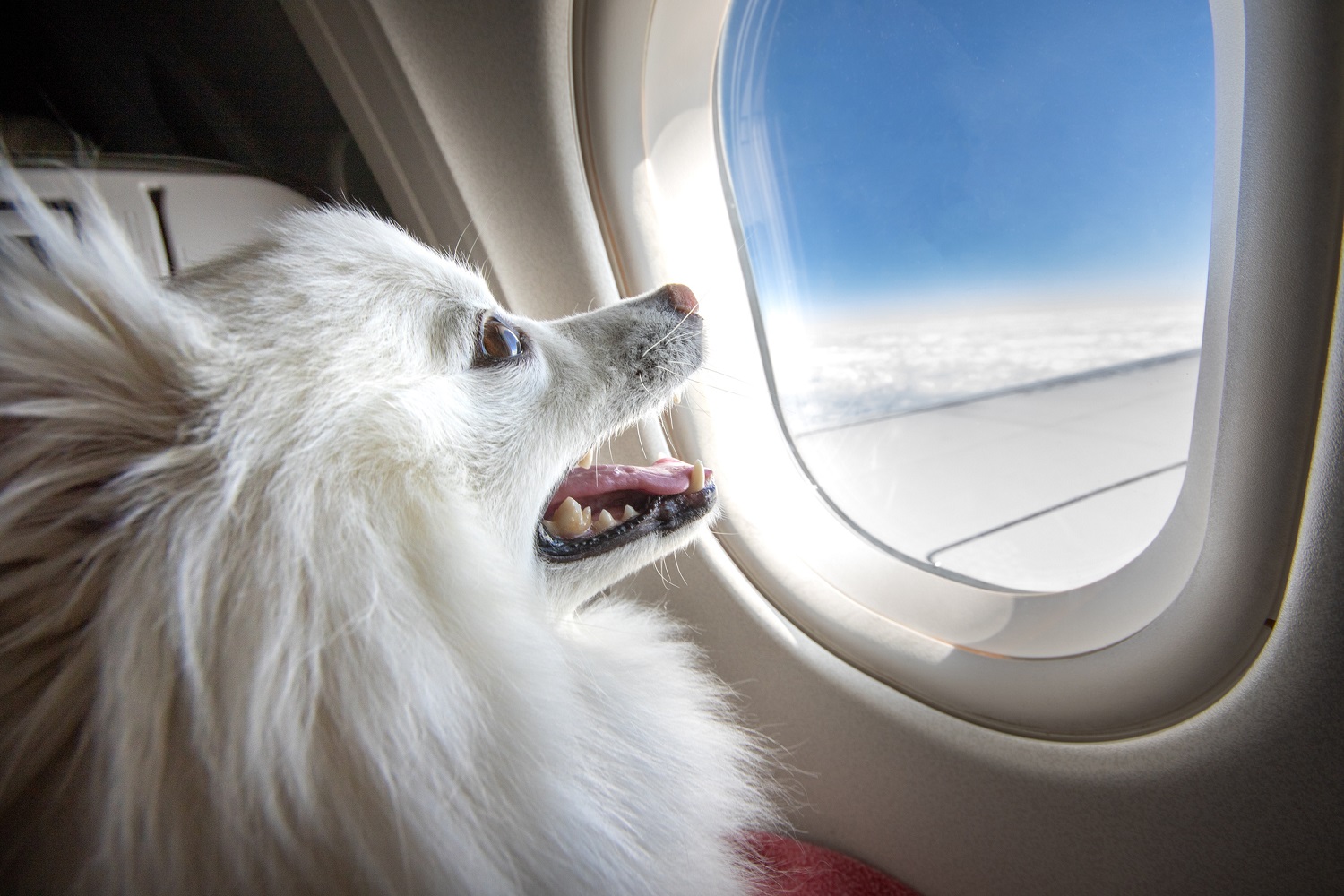 pet-travel.jpg