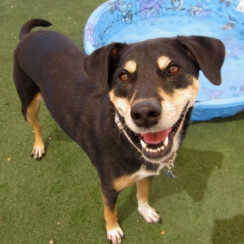 petnonprofits