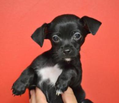 petnonprofits5