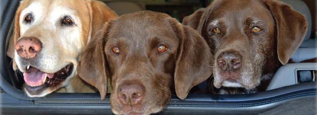 petnonprofits6