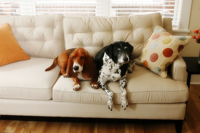 pets at home copy