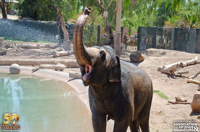 phoenix-zoo-animals-10_copy.jpg