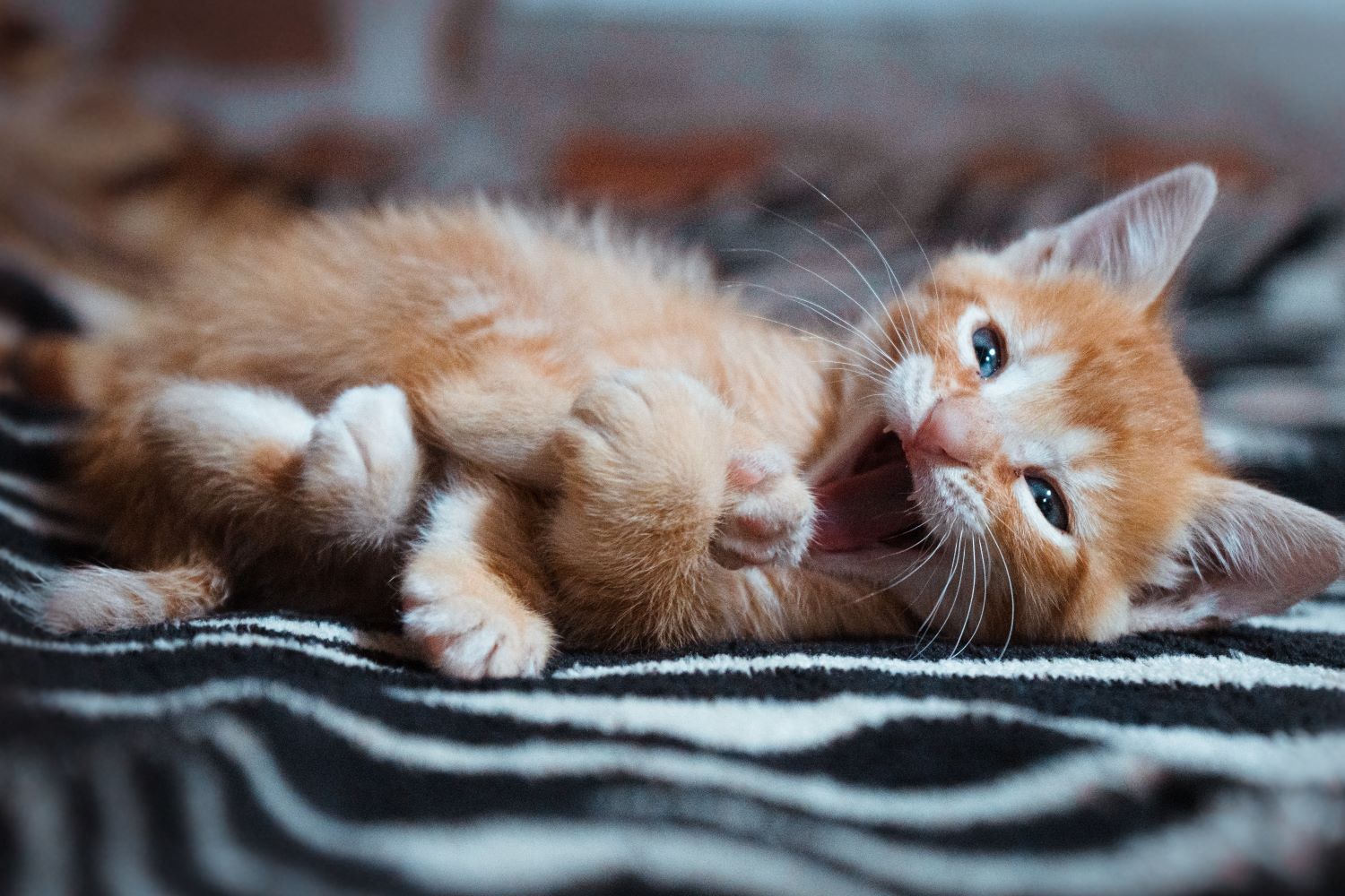 portrait-cute-cat-with-blue-eyes-lying-blanket-with-open-mouth.jpg