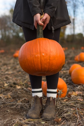 pumpkin patch train.jpeg