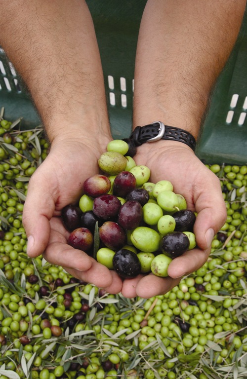 queen creek olive mill.jpg