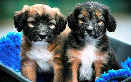 rescue puppies 1289664c