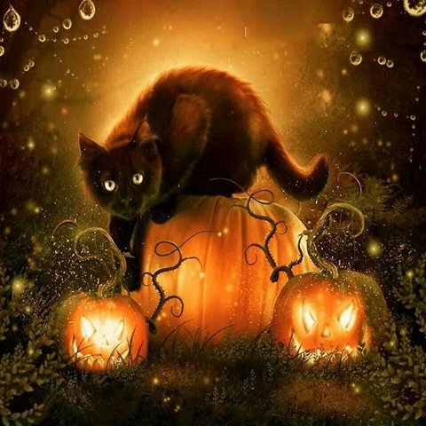 rsz_e1ddc87d51de585f020784e9efe0903b--halloween-cat-halloween-pictures.jpg