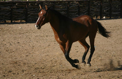 tanque-verde-ranch