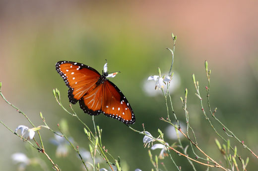 butterflywonderland two