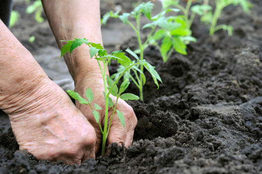 tucson vegclass