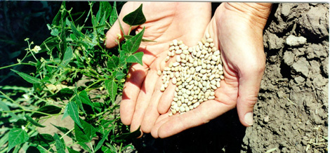 Native Seeds in Hands