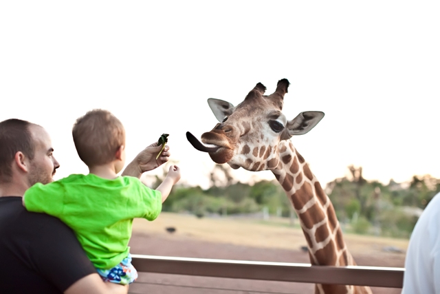 zoo giraffe.jpg