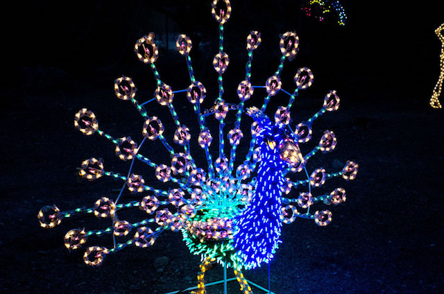 zoolights-peacock01_1d0a4bc8-5056-b3a8-49876b9dec4fa2d9-2.jpg