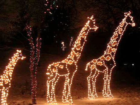 zoo
