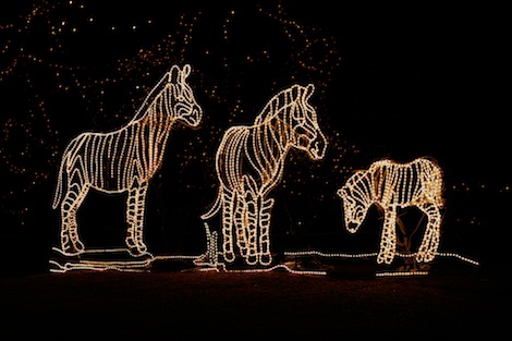 zoolights