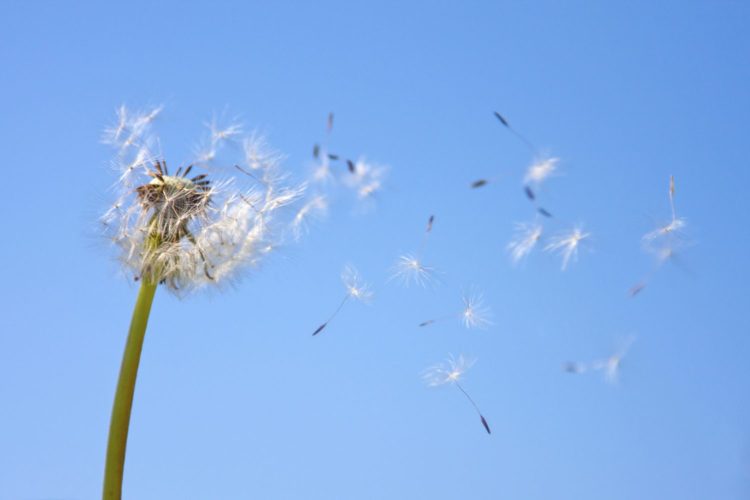 Pusteblume