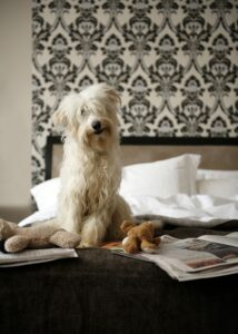 Dog sitting on bed with soft toys and newspaper