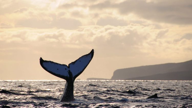 BGX48B Humpback whale does a headstand at sunset with Lanai, Hawaii in the background.