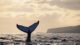 BGX48B Humpback whale does a headstand at sunset with Lanai, Hawaii in the background.