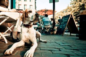 Best Pet-Friendly Restaurants in Phoenix
