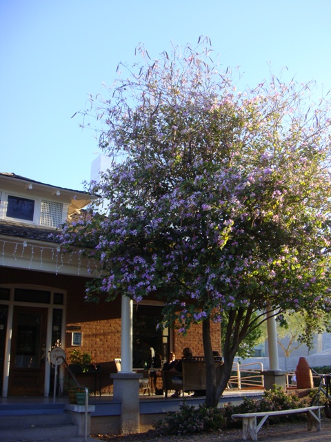 pizzeria-tree Bar Bianco