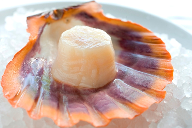 scallop-resize