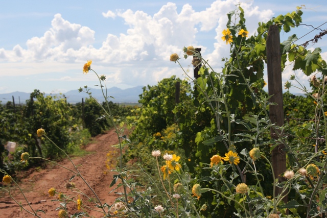 the-farm-at-south-mountain-wine