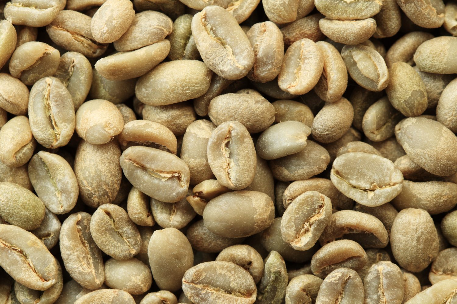 Grao De Café Em Ponto Cruz Phoenix Company Offers Pure Green Coffee Weight Loss Supplement