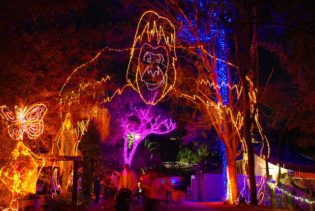 must see christmas lights this year christmas light displays in phoenix